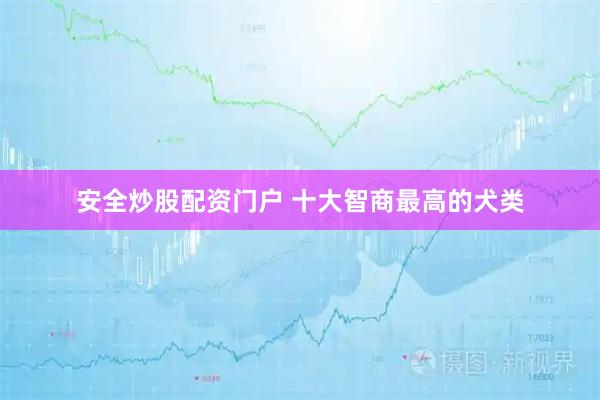 安全炒股配资门户 十大智商最高的犬类