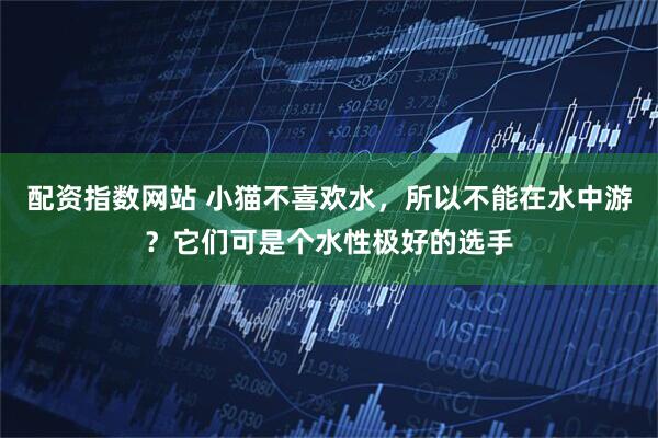 配资指数网站 小猫不喜欢水，所以不能在水中游？它们可是个水性极好的选手
