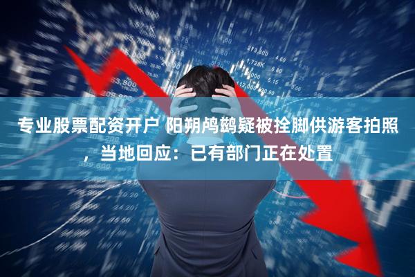 专业股票配资开户 阳朔鸬鹚疑被拴脚供游客拍照，当地回应：已有部门正在处置